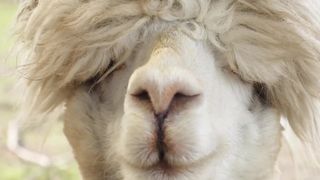 Alpaca - Animals of the Earth - Let's save the animals